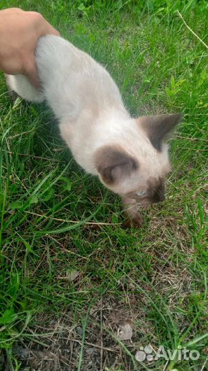 Котенок сиамский
