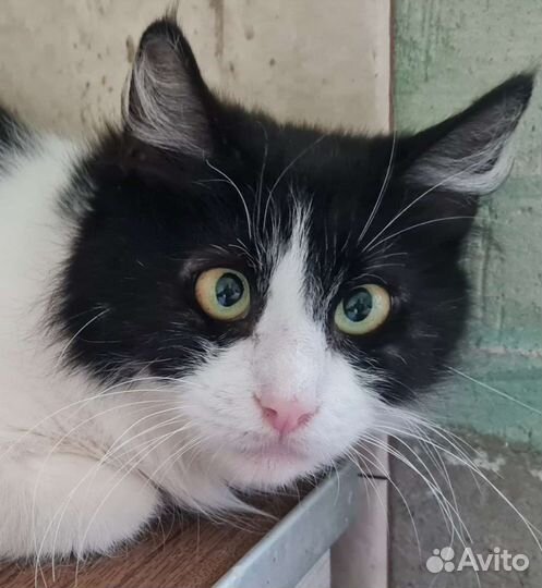 Кошки в добрые руки бесплатно