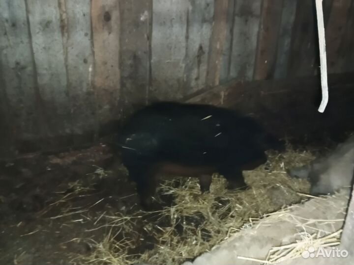 Хряк на племя