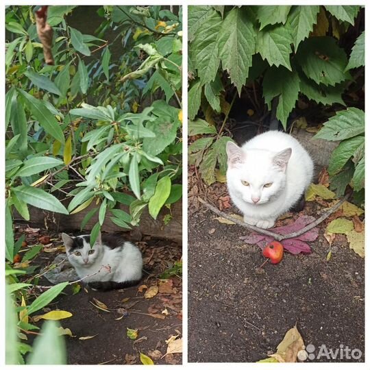 Отдам кошечек