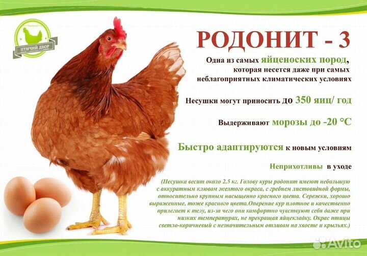 Куры: Несушка,Молодка