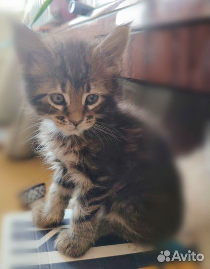 Котята мейн-кун