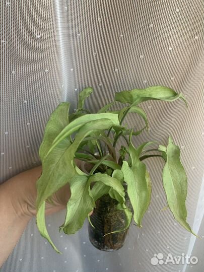 Сингониумы разные сорта