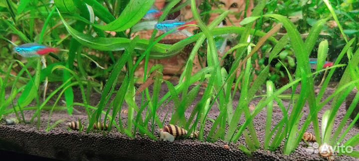 Аквариумные растения, рыбки, улитки хелены, обмен