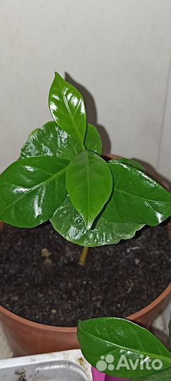 Растения кофе Арабика, лонган