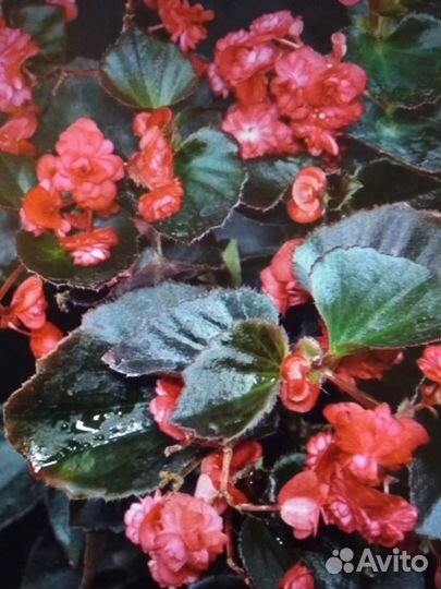 Бегония махровая