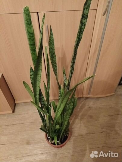 Сансевиерия сортовая