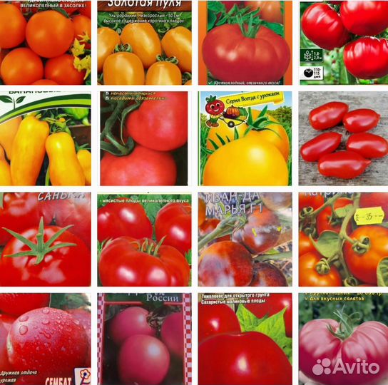 Рассада томатов и базилика