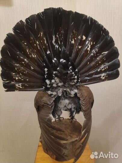 Чучело глухаря