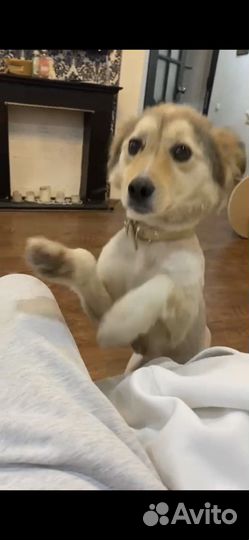 Друг коротколапик