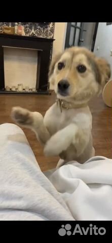 Друг коротколапик