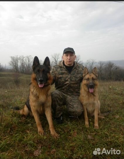 Дрессировка собак