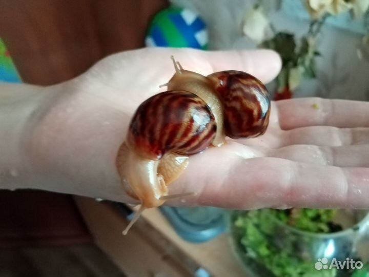 Улитки ахатинские сухопутные