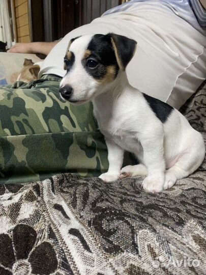 Щенки джек рассел терьер гладкошерстный