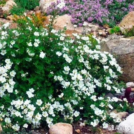 Лапчатка кустарниковая Абботсвуд