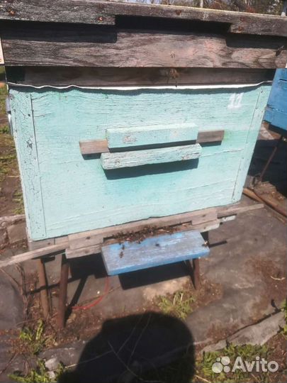 Продам пчел
