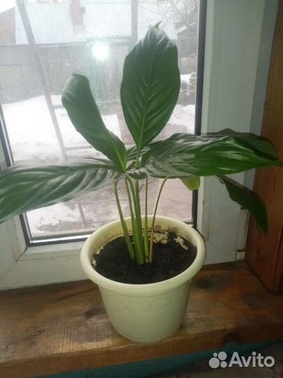 Спатифиллум