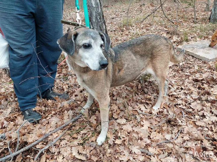 Собака в добрые руки