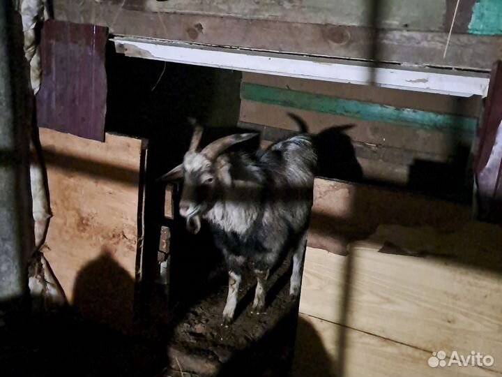 Козел на вязку