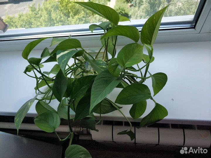 Сциндапсус, эпипремнум вьющееся растение