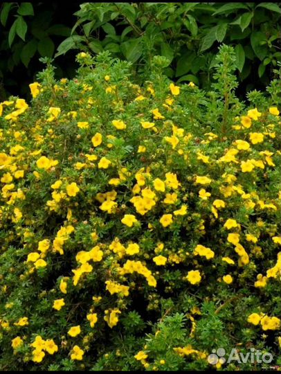 Лапчатка желтая(курильский чай)