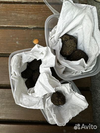 Cвежий Трюфель гриб из Италии