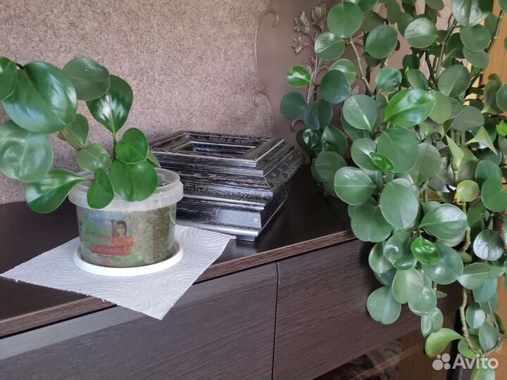 Комнатные цветы цветущие