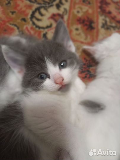 Котята отдам бесплатно