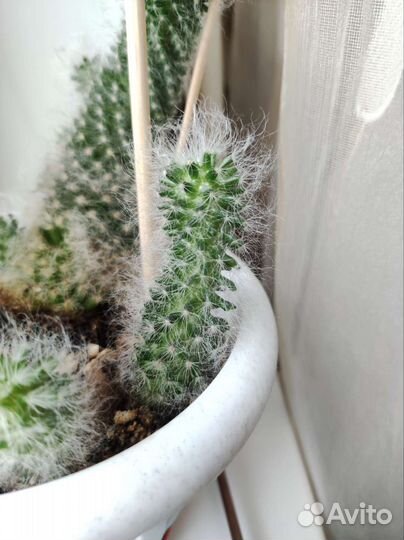 Пушистый кактус маммилярия боксанская