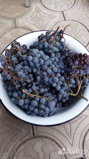 Виноград, саженцы