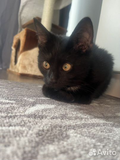 Котята в добрые руки мальчики