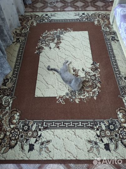 Ковры и паласы