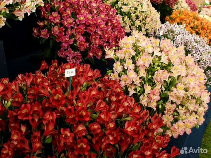 Альстромерии с гарнтией и доставкой