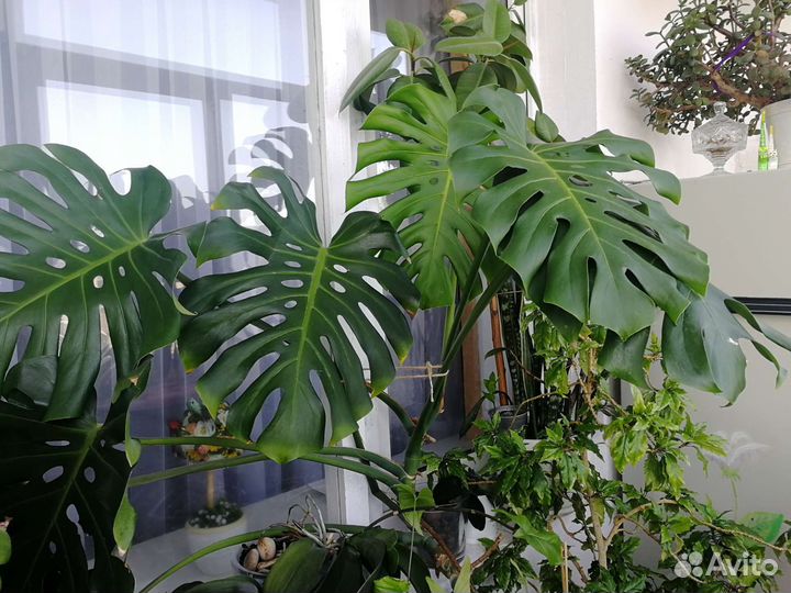 Комнатные растения, цветы большие