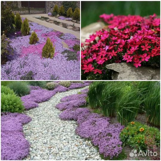 Флокс шиловидный