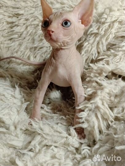 Канадский сфинкс котенок