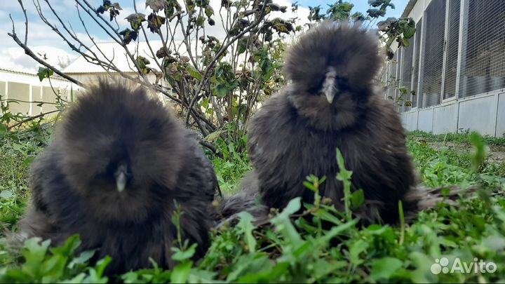 Породные куры