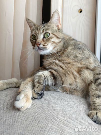 Кошка Марьяшка
