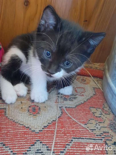 Котенок мальчик