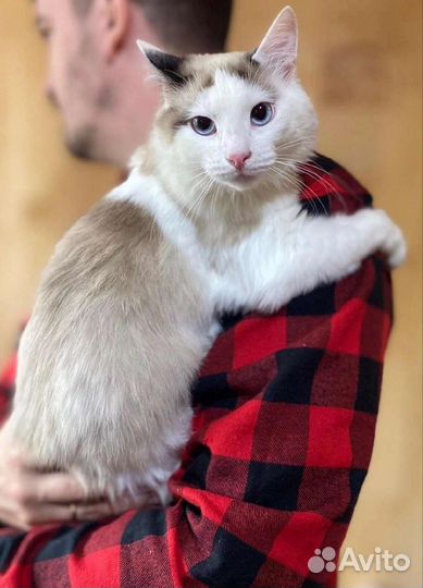 Котик Фантик