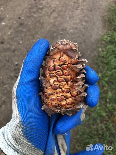 Кедровая шишка для животных