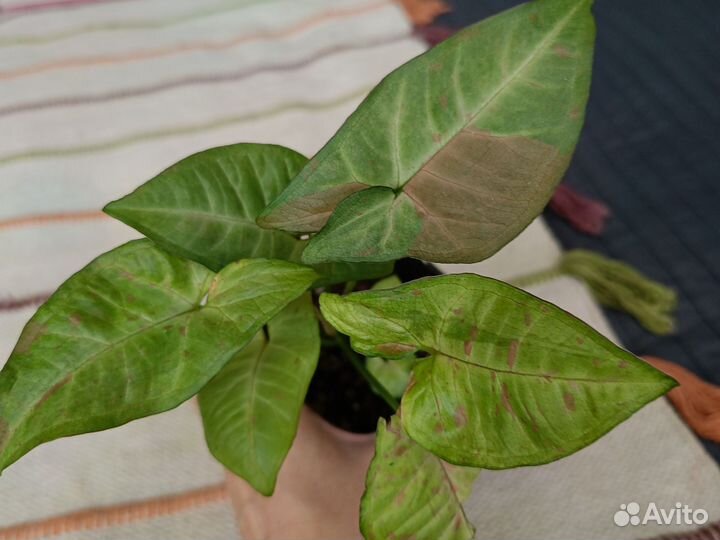 Сингониумы