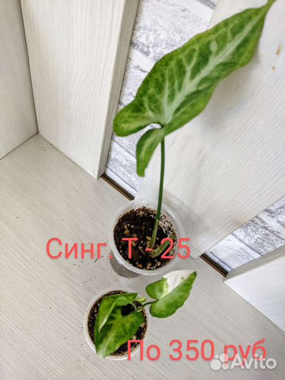 Редкие сингониумы