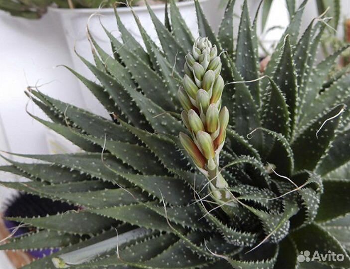 Алоэ остистое