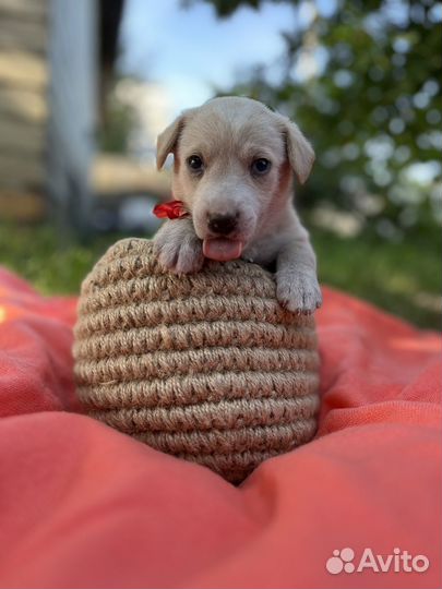 Отдам в добрые руки