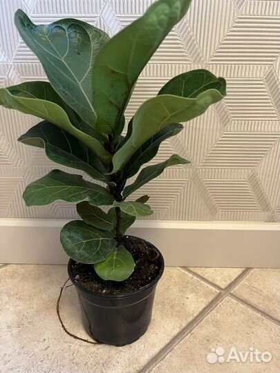 Фикус лирата бамбино