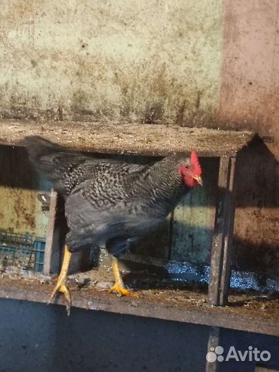 Петухи Брама, доминанта