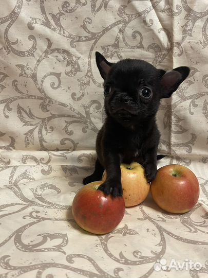 Чихуахуа супер мини мальчик с короткой мордочкой