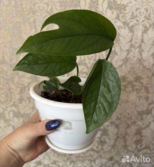 Домашние цветы