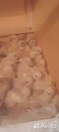 Цыплята, броллер